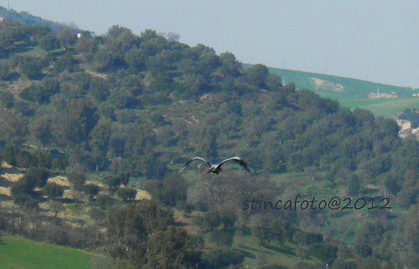 Cicogna a Sibari